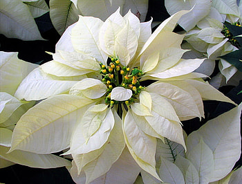 For SuzzieCue, winter, white, poinsettia, flower, green, birtay, december HD wallpaper