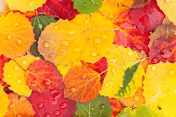 Autumn, drops, macro, leaves HD wallpaper