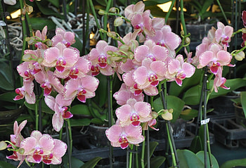 Flowers, Orchids, Pots, Stems, Exotic, Exotics HD wallpaper