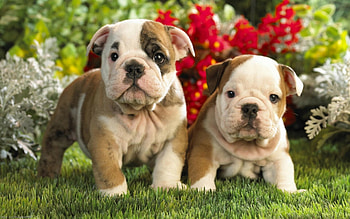 Siblings, Bulldog HD wallpaper