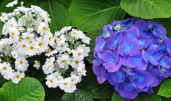 Flowers, Leaves, Close-Up, Greens, Hydrangea, Primrose HD wallpaper