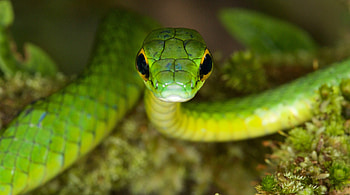 Parrot snake, Snakes HD wallpaper
