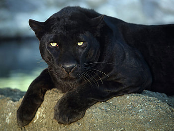 Black panther, wild, relaxed, log, panther HD wallpaper