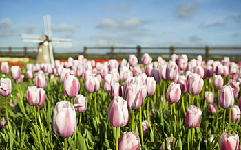 Flowers, Sky, Tulips, Greens, Field, Fencing, Enclosure, Mill HD wallpaper