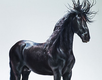 Black Horse, cool, horse, black HD wallpaper
