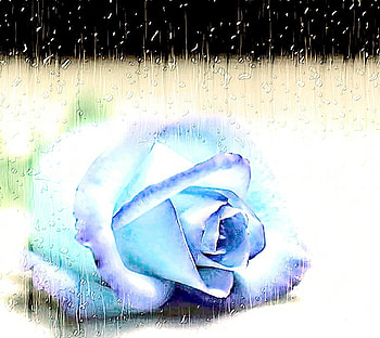 blue, rose, simple, wet, rain, beauty HD wallpaper