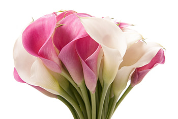Bouquet, Calla Lilies HD wallpaper