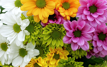 Chrysanthemums mix, large head, graphy, pretty, mix, , chrysanthemums, flowers, nature HD wallpaper