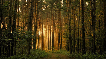 Artistic forest scenery, Nature's vibrant canvas, Captivating wilderness, Visionary beauty HD wallpaper