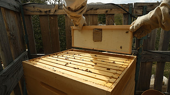 Beehive, Future of beekeeping, Sustainable apiculture, Technological advancements HD wallpaper