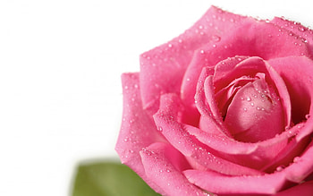 Plants, Flowers, Roses HD wallpaper
