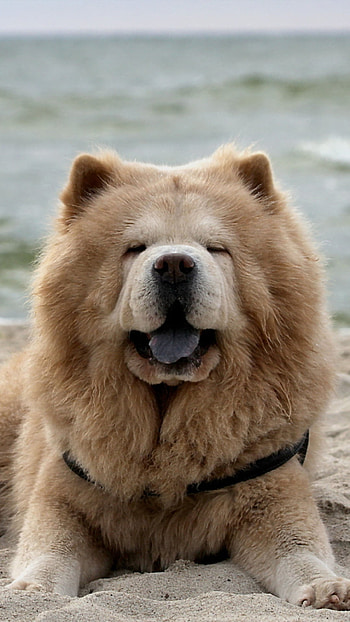 Chow Chow on beach, for screen, Relaxing scenery HD phone wallpaper