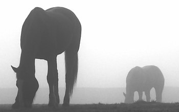 Dark, Silhouette, Fog, Shadow, Horse HD wallpaper