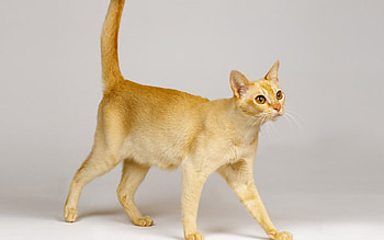 Thin cat, animal, kitten, cat, feline, pet HD wallpaper