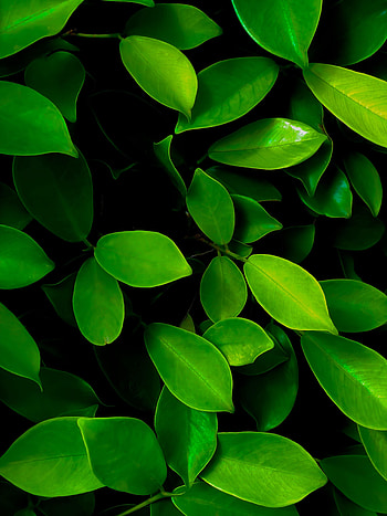 Leaves, Bush, Macro HD phone wallpaper