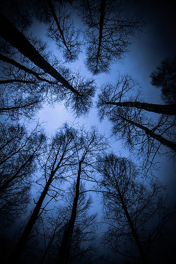 Nature, Trees, Branches, Evening, Bottom View HD phone wallpaper