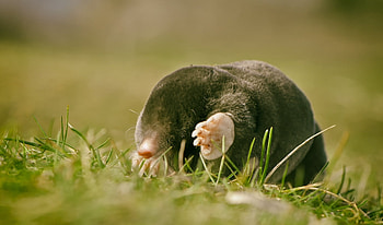 Mole, Blind foot HD wallpaper