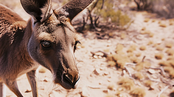 Majestic Kangaroo in Natural Habitat -, kangaroo HD wallpaper