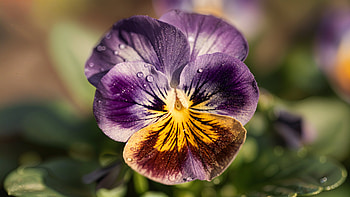 Pansy Radiance — Floral, Flower HD wallpaper