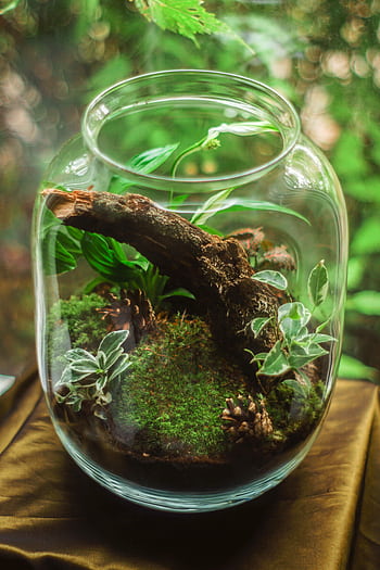 Close-up of a terrarium featuring moss and plants in a glass container, ideal for indoor decor. HD phone wallpaper