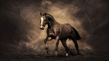Animals, Horses HD wallpaper