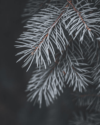 Plant, Macro, Branch, Fir, Spruce, Needles HD phone wallpaper