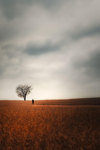 Miscellanea, Miscellaneous, Wood, Tree, Field, Human, Person, Loneliness HD phone wallpaper