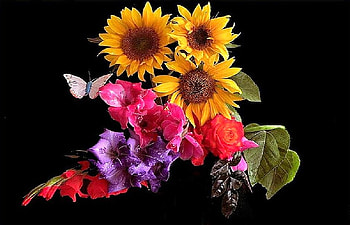 Friday bouquet, purple, pink, green leaves, black background, white butterfly, sunflowes, red, flowers HD wallpaper