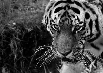 Animals, Muzzle, Predator, Sight, Opinion, Bw, Chb, Tiger HD wallpaper