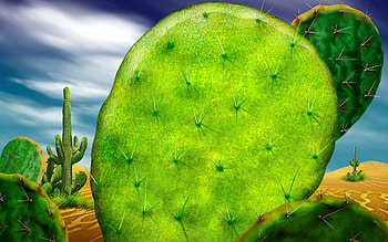 Nature, Macro, Cactus, Prickles, Thorns, Brightly HD wallpaper