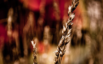 Plants, Wheat HD wallpaper