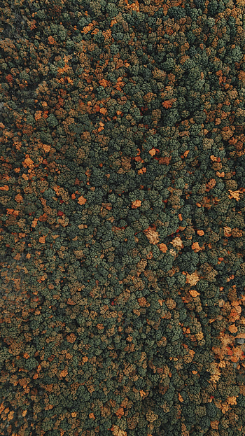 Nature, Trees, View From Above, Top, Forest, Tops HD phone wallpaper
