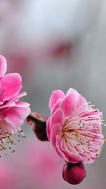 Flowers , Nature, Pink Flower HD phone wallpaper