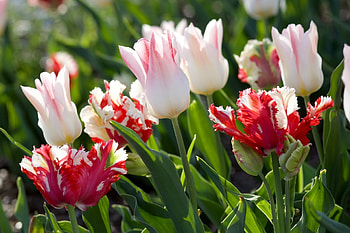 Flowers, Tulips, Greens, Sunny, Variegated, Mottled HD wallpaper