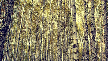 Birch trees, Stunning , Birch tree magic, Nature's elegance HD wallpaper