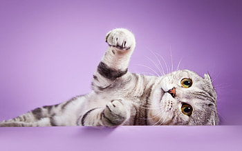 Scottish Fold, Scottish Fold cat , Grey tabby cats, Adorable felines HD wallpaper