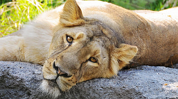 Just Chillin, sunshine, beautiful, grass, head, large, lioness, rock, big, face HD wallpaper
