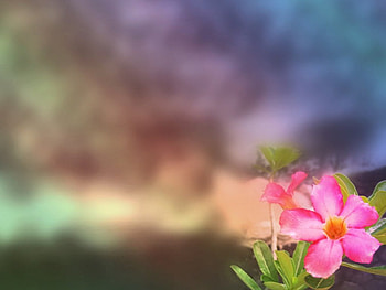 Garden flower, pink, flowers HD wallpaper