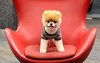 Animals, Sit, Dog, Muzzle, Puppy HD wallpaper