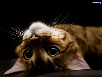 kitten for Jasnas, kitten, eyes, cat, pet HD wallpaper