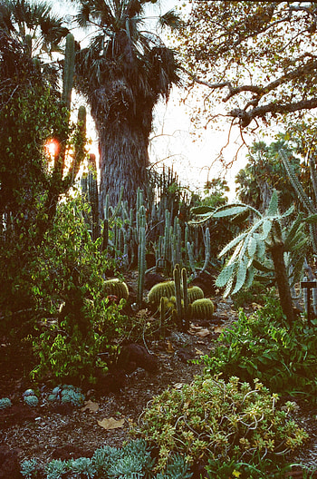 Plants, Nature, Cactuses, Palms, Garden, Arboretum HD phone wallpaper