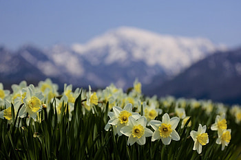 *** Flowers in the mountains ***, blue, sky, nature, flowers, mountains HD wallpaper