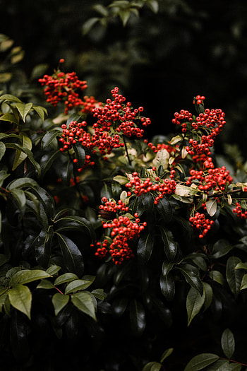 Nature, Leaves, Bush, Berry HD phone wallpaper