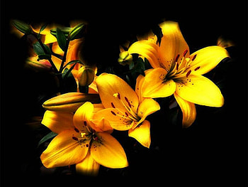 Yellow Flowers, beautiful, flowers, , yellow HD wallpaper