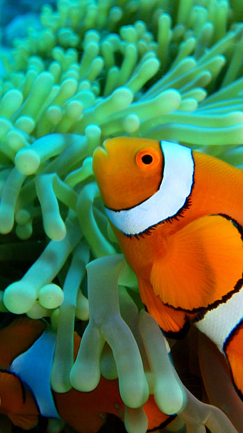 Clown Fish, , Live fish , Windows HD phone wallpaper