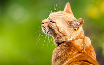 Animals, Cat, Muzzle, Striped, Relaxation, Rest HD wallpaper