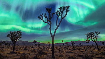 Aurora Borealis Night Joshua Tree National Park Nature HD wallpaper