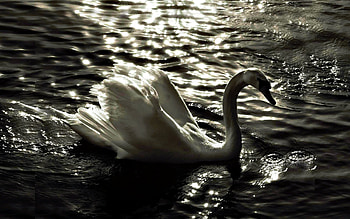 Birds mute swan, 1440x1080 tags backgrounds, Mute swan , Lake swan HD wallpaper