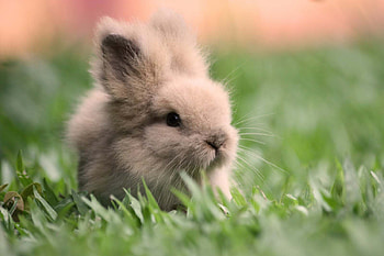 Bunny, animal, cute, easter, spring, rodent, rabbit HD wallpaper