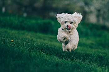Animals, Grass, Dog, Run, Running, Bichon Frize, Bichon Frise HD wallpaper